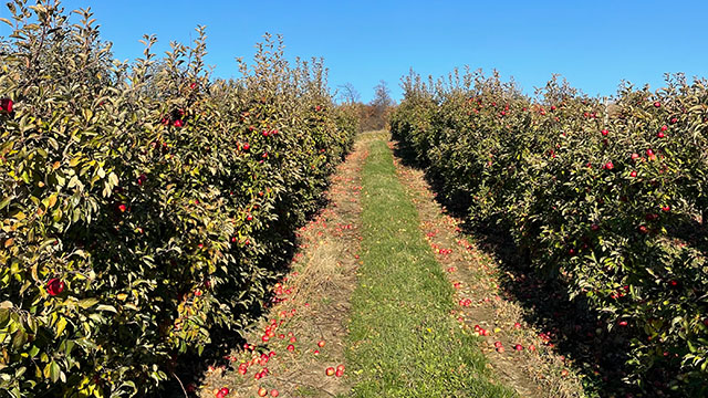voćnjak sa stablima jabuke u jesen