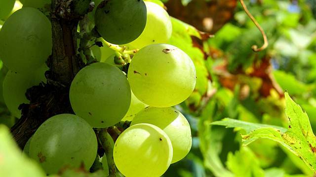 Ne propustite subvencije za podizanje višegodišnjih proizvodnih zasada vinove loze  © Agromedia