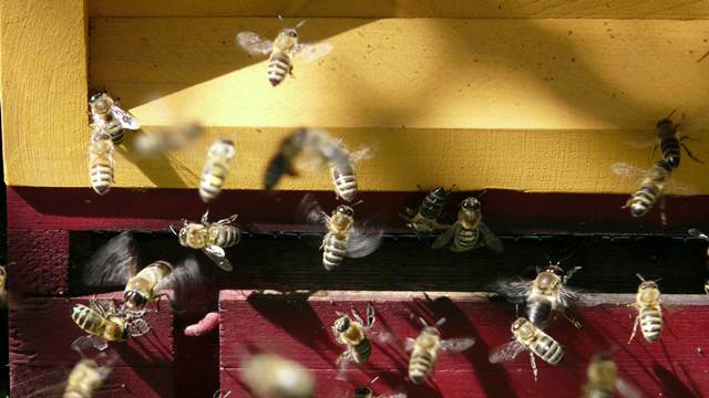 Naučnici otkrili koju vrstu cveta medonosne pčele najviše vole - © Agromedia