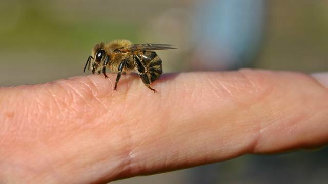 Problem sa pčelama postao zvaničan: Potpisana Deklaracija protiv trovanja pčela u Srbiji - © Pixabay