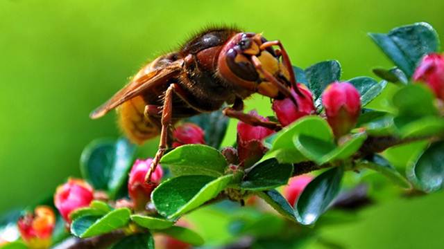 Azijski stršljen ugrožava pčele: Pandemija otežala borbu protiv ovog predatora © Pixabay