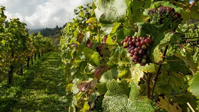 Ne propustite subvencije za podizanje višegodišnjih proizvodnih zasada vinove loze- © Agromedia