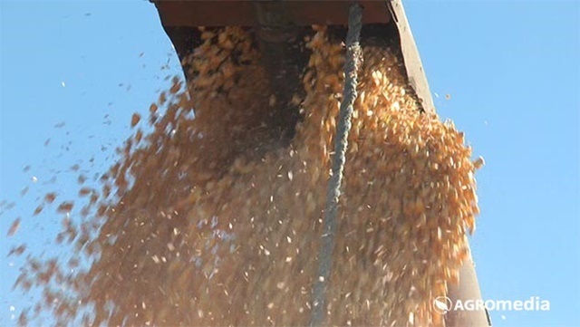 Zrna kukuruza ispadaju iz kombajna nakon vršidbe