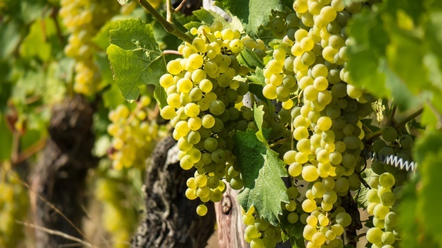 Kako orezati vinovu lozu u leto i zašto je to važno?- © Pixabay