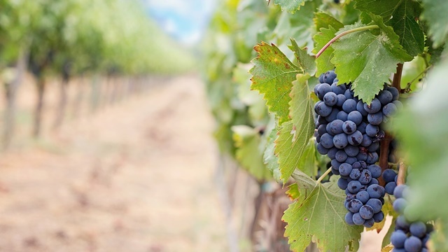 U vinu je istina, ali i velika zarada! - ©Agromedia 