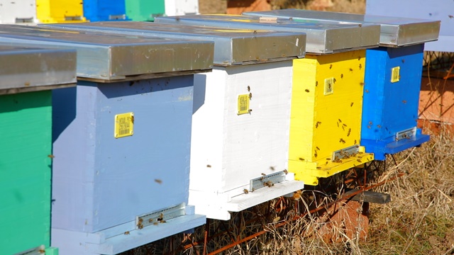 Saveti za početnike:  Zašto je mart važan za pčelare i na šta morate da obratite pažnju - © Agromedia