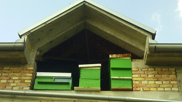 Košnice © Foto: Mirjana Tadić