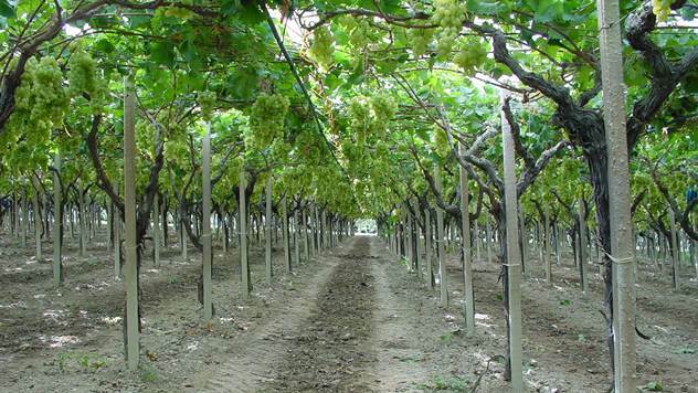 Vinogarad stonog grožđa - © Živa Žebeljan