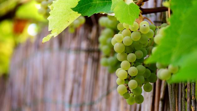 Saveti za početnike: Kako da gajite grožđe u svom dvorištu - © Pixabay