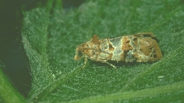 Kako da suzbijete grožđanog moljca - © Galenika-Fitofarmacija Kako da suzbijete grožđanog moljca - © Galenika-Fitofarmacija