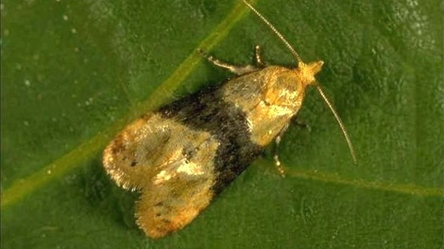 Kako da suzbijete grožđanog moljca - © Galenika-Fitofarmacija Kako da suzbijete grožđanog moljca - © Galenika-Fitofarmacija