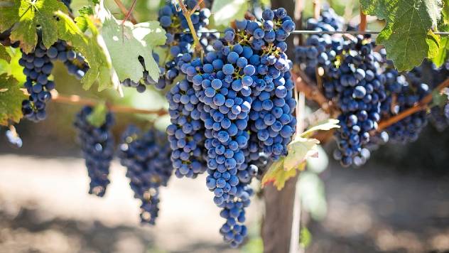 Saveti za početnike: Kako da gajite grožđe u svom dvorištu - © Pixabay