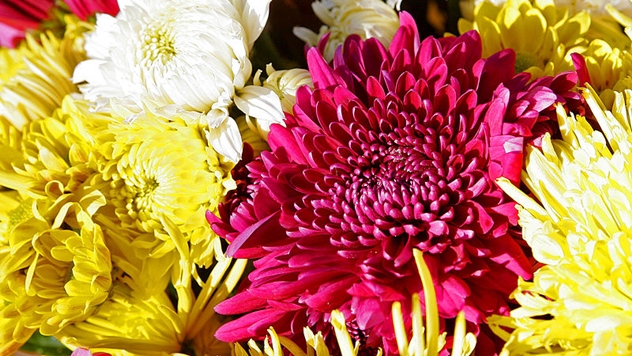 Koje cveće i povrće treba saditi zajedno - © Pixabay