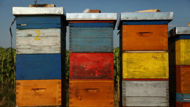Do 50% bespovratnih sredstava za investicije u pčelarstvu - © Agromedia