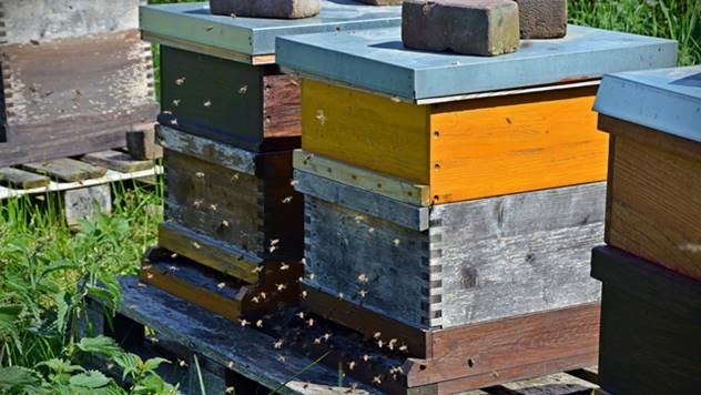 Ilustracija: Podsticaji u oblasti pčelarstva - © Pixabay