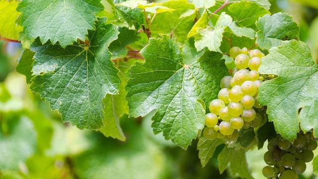 Lišće vinove loze: Zdravlje na dohvat ruke - © Pixabay