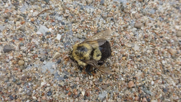 Uginule pčele - © Pixabay