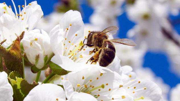Držite pčele blizu vaših biljaka, one povećavaju prinose - © Pixabay