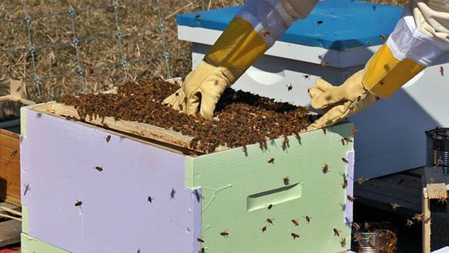 Pčelarima u Zrenjaninu 3 miliona dinara - © Agromedia