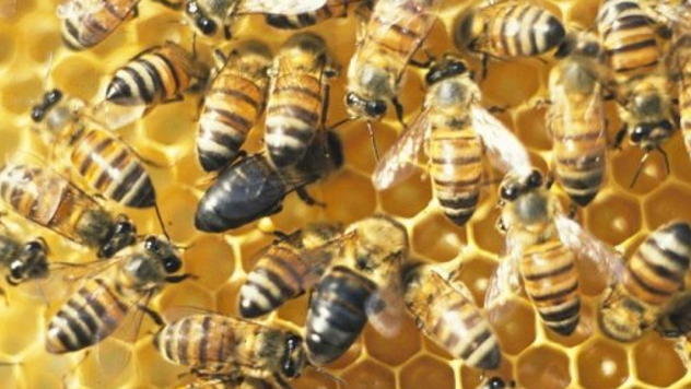 Pčele u košnici - © Pixabay