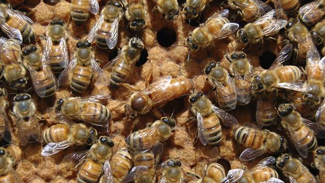 Radovi u pčelinjaku - © Pixabay