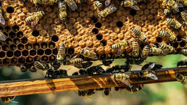 Pčele - © Agromedia