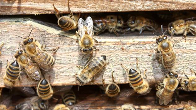 Kako pravilno hraniti pčele u jesen? - © Pixabay