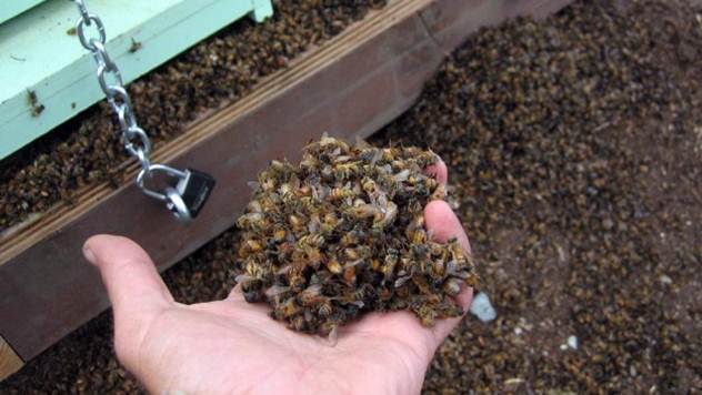 Problem sa pčelama postao zvaničan: Potpisana Deklaracija protiv trovanja pčela u Srbiji - © Agromedia