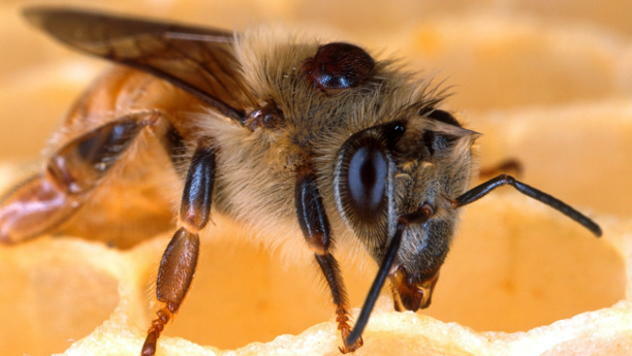 Pčelarstvo - © Pixabay