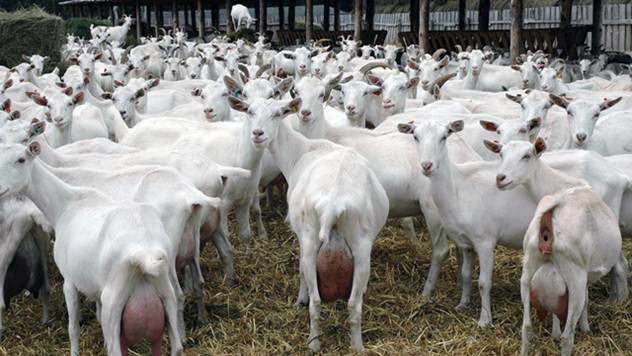 Italijanske koze koje daju najviše mleka - © Agromedia