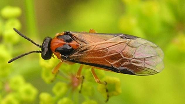 Zaštita uljane repice od štetnih insekata - © Wikipedia