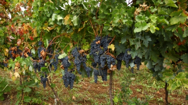 U Valjevu cveta i gajenje vinove loze a ne samo malina - © Agromedia