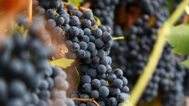 Voćarima i vinogradarima 125 miliona dinara - © Agromedia