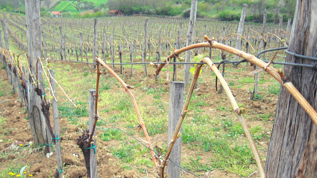Uredno orezan vinograd - © Agromedia