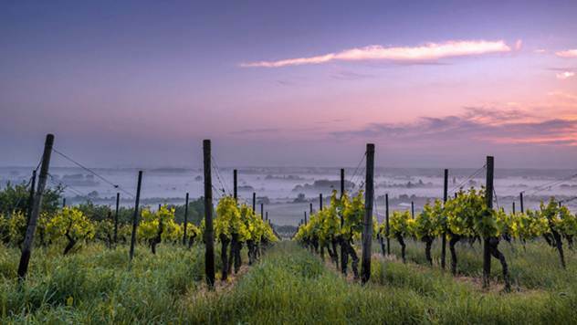 Svislajon Takovo kupio Vršačke vinograde, u planu je podizanje 300 hektara vinograda - © Pixabay