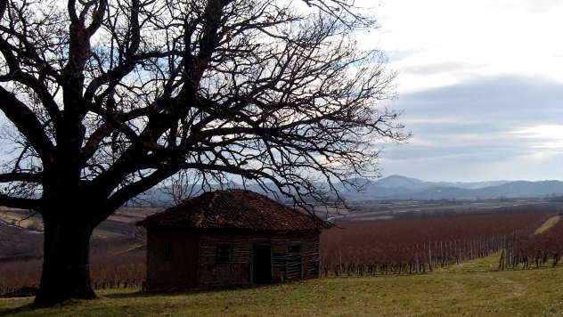 Vinogradi u Šumadiji - © Foto: Biljana Nenković