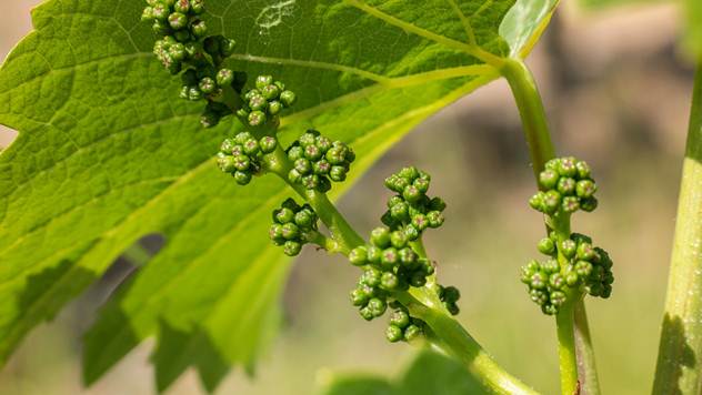 Zelena rezidba vinove loze je važna agrotehnička mera - © Pixabay