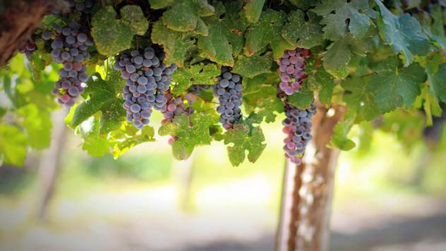 Zelena rezidba vinove loze je važna agrotehnička mera - © Pixabay