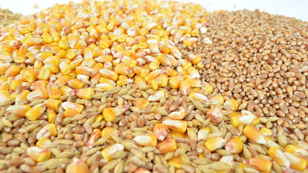 kukuruz i pšenica