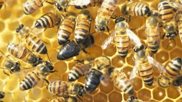 Očekuje nas rekordna proizvodnja meda ove godine - © Agromedia pčele košnica