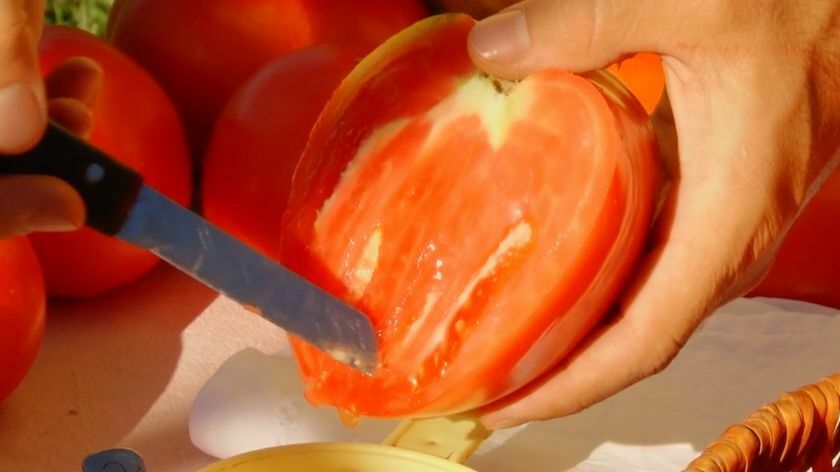 skidanje semenki sa paradajza