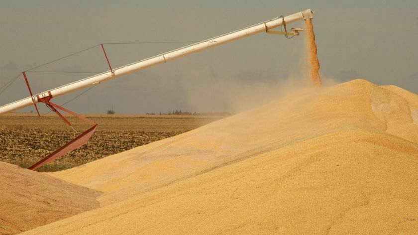 Izvoz pšenice