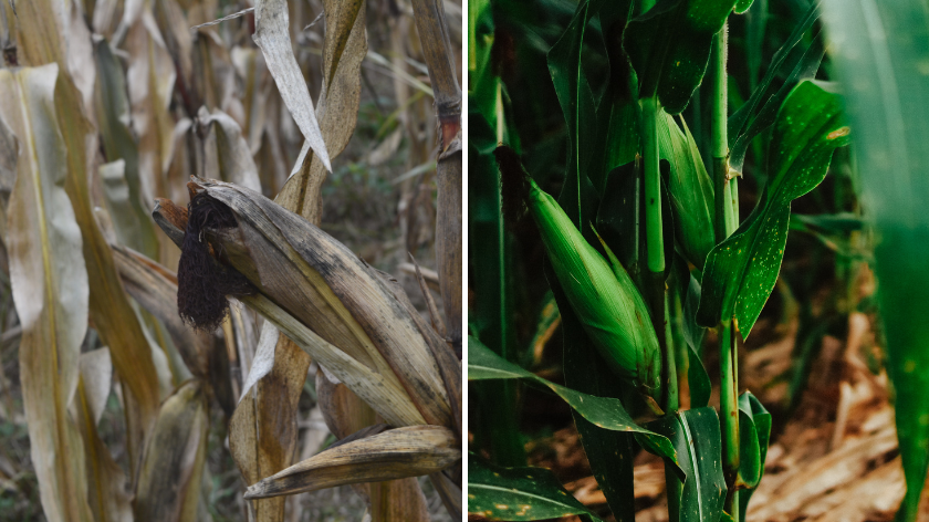 osušen kukuruz i zeleni kukuruz