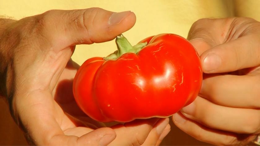 paprika paradajz