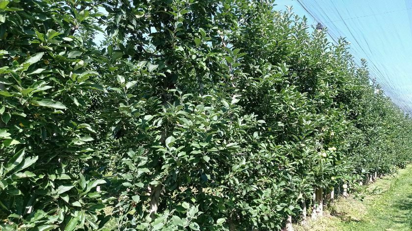 Zaštita zasada nakon berbe jabuka - © Galenika-Fitofarmacija zasad jabuke