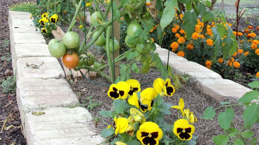 paradaj u bašti