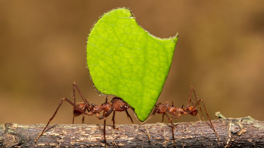 dva mrava drže list