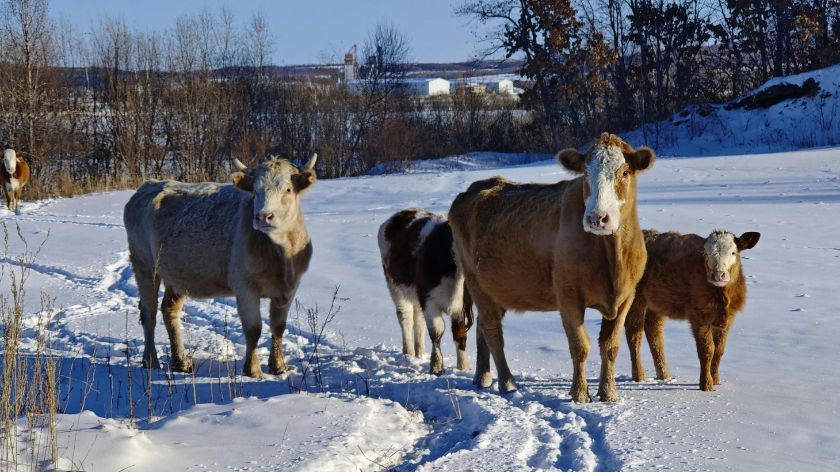 Zaštita životinja od zime