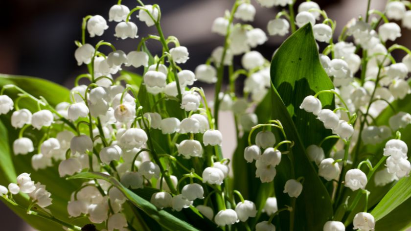 Đurđevak © Canva Đurđevdan