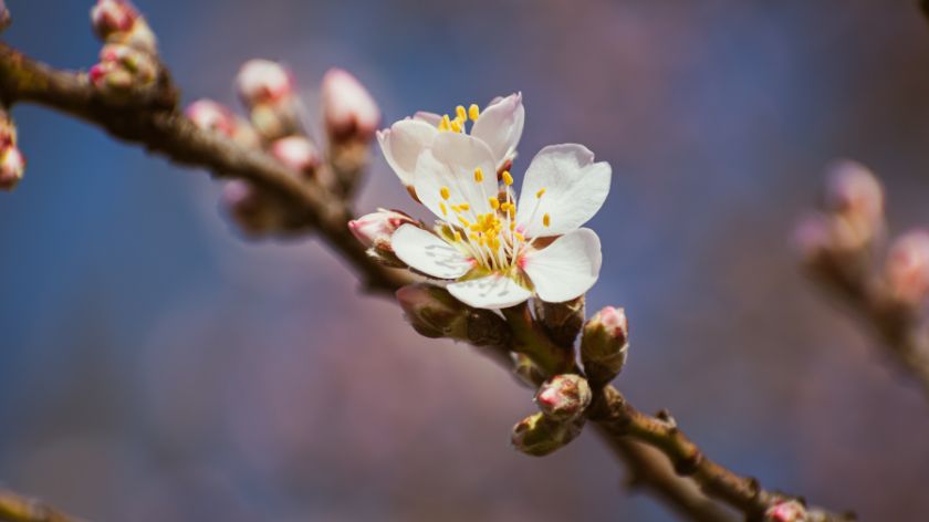 Badem cveta već krajem februara © Canva Gajenje badema